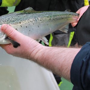 Experts look to strike the right balance for salmon gill health