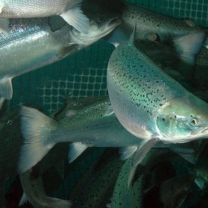 Study finds immune response in salmon through SRS oral vaccine