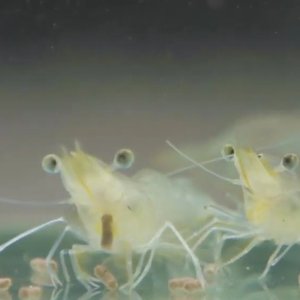 Insect meal improves growth performance and immune response in shrimp