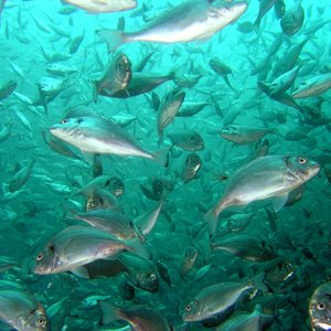 Feed additive with essential oils controls ectoparasite outbreaks in gilthead sea bream