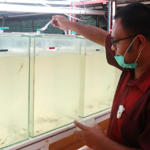 USGC conducting research on DDGS use in shrimp feed