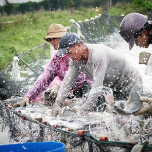 GSSI and IDH Seafood MAP program to accelerate sustainable seafood