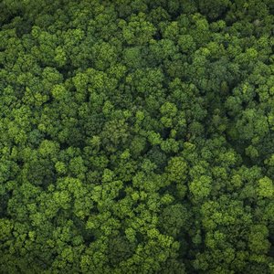 Mowi pledges deforestation-free supply chain