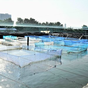 2. Nursery ponds for tilapia and pompano, with hapa nets and feeding trays.