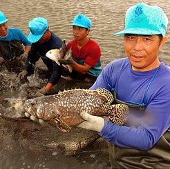 Accredited fish farm scheme launches in Singapore