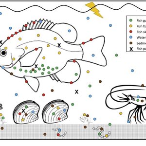 The Pathobiome - a new understanding of disease