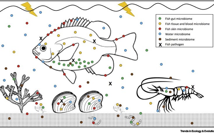 The Pathobiome - a new understanding of disease