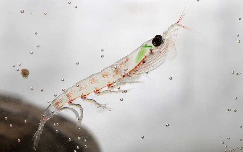 Study shows growth effect of astaxanthin krill oil on Pacific white shrimp