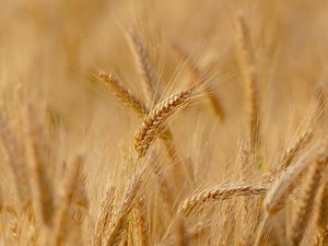 Argentina first to approve GMO wheat variety