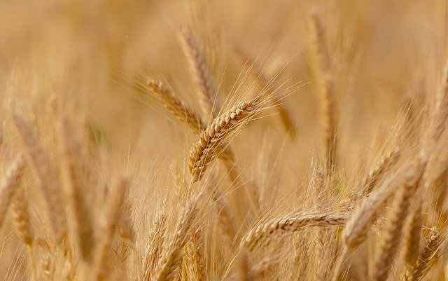 Argentina first to approve GMO wheat variety