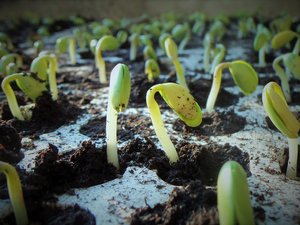 USDA lowers forecast for soybean and corn