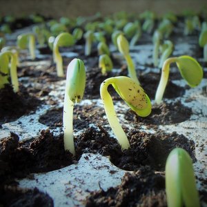 USDA lowers forecast for soybean and corn