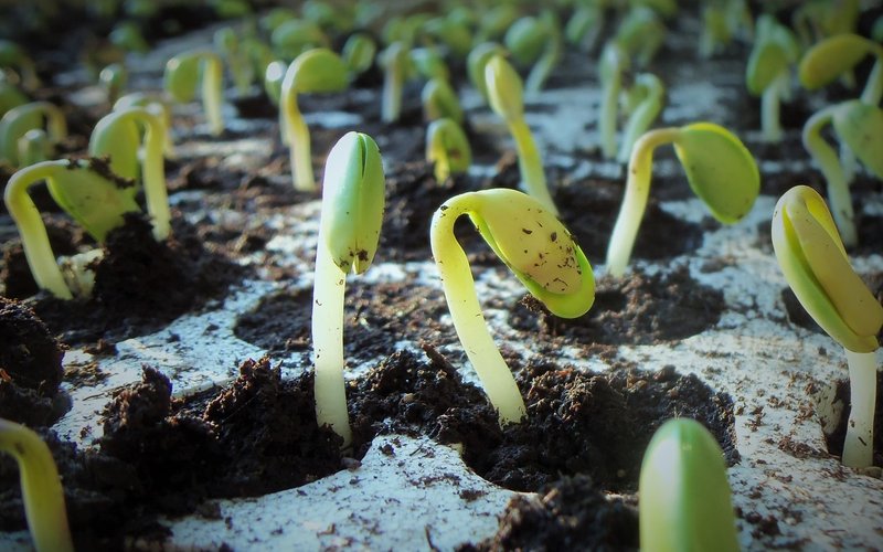 USDA lowers forecast for soybean and corn