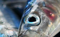 New all-in-one website for aquaculture improvement projects
