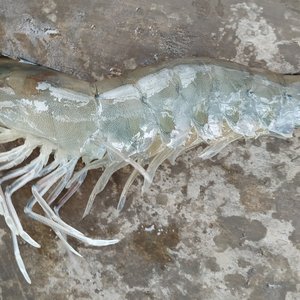 Vietnam to prevent the entry of deadly shrimp virus