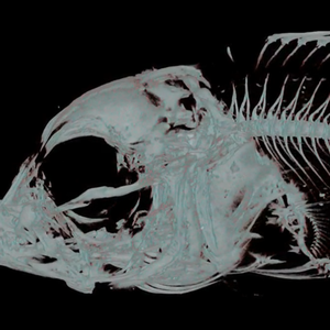 Extruded feed lead to skeletal deformities in ballan wrasse fish larvae