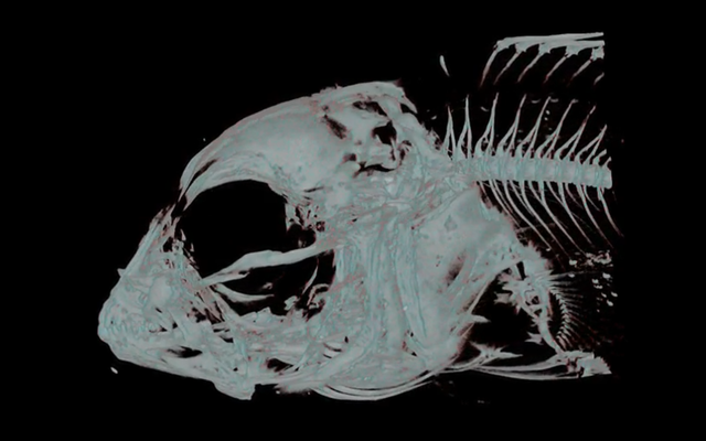 Extruded feed lead to skeletal deformities in ballan wrasse fish larvae