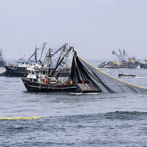 Peru to complete anchovy fishing season