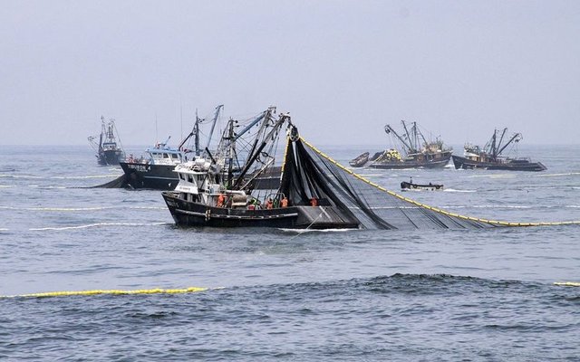 Peru to complete anchovy fishing season