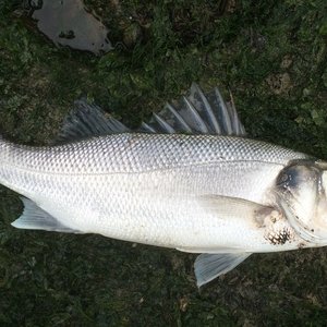 Which insect meal is the best protein source for European sea bass?