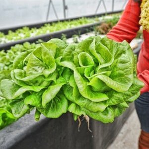 Statement on the organic certification of aquaponic crops