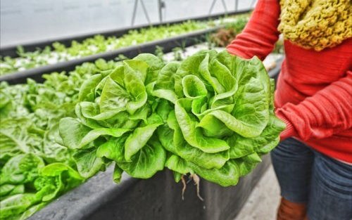 Statement on the organic certification of aquaponic crops