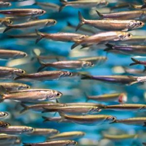 IFFO reports increased cumulative production of fishmeal and fish oil in 2021