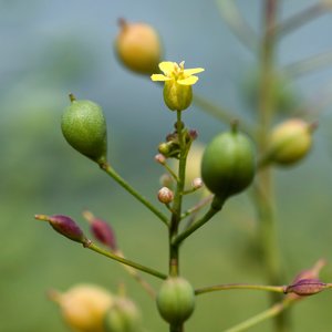 New partnership to develop advanced technology for producing omega-3 oils in camelina