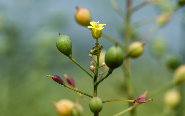 New partnership to develop advanced technology for producing omega-3 oils in camelina