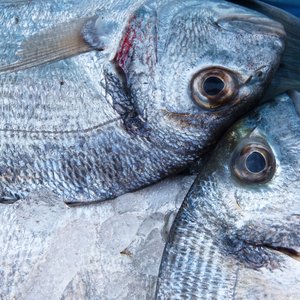 Which is the optimum level of fishmeal replacement by hydrolyzed feather meal in European seabream?