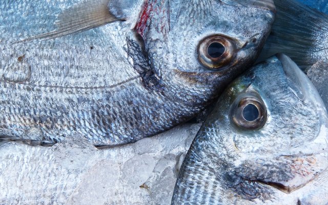 Which is the optimum level of fishmeal replacement by hydrolyzed feather meal in European seabream?