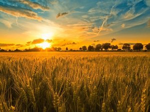 Viterra to acquire grain and ingredients business of Gavilon