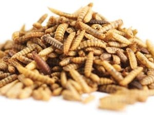 Enterra raises $6 million to upscale insect production facility