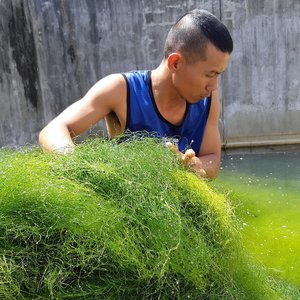Spaghetti algae to reduce the costs of aquafeeds