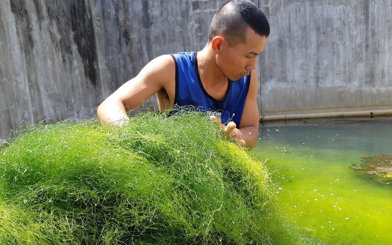 Spaghetti algae to reduce the costs of aquafeeds