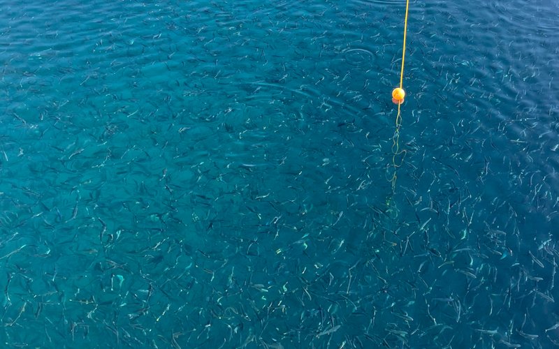 Andfjord Salmon, Skretting and Zooca team up for specially designed salmon feed