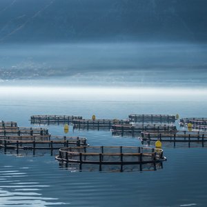 What are the risks and opportunities in salmon farming?