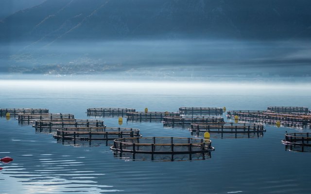 What are the risks and opportunities in salmon farming?