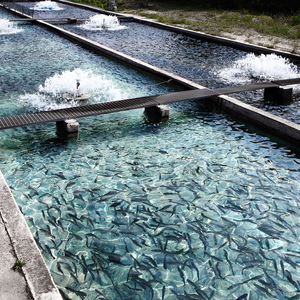 Fish feed from captured methane can be profitable, research finds