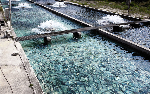 Fish feed from captured methane can be profitable, research finds