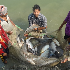 Study finds feeds as the main source of GHG emissions in aquaculture