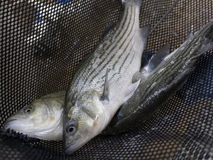 US researchers to formulate new hybrid striped bass diets with protein substitutes