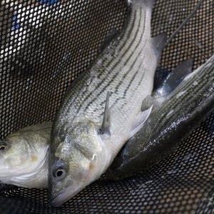 US researchers to formulate new hybrid striped bass diets with protein substitutes