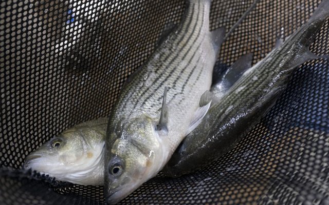 US researchers to formulate new hybrid striped bass diets with protein substitutes