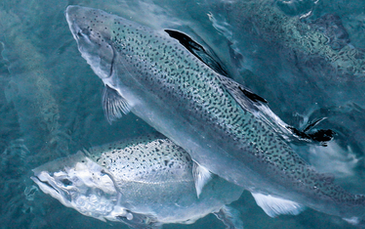 Accelerating new aquaculture startups