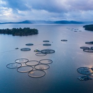 Aquaculture industry leaders sign call to accelerate industry-wide progress