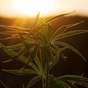 AAFCO calls for more research on hemp ingredients in feed