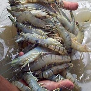 Novel microalgal-based solutions for shrimp disease awarded by the International Awards 2019