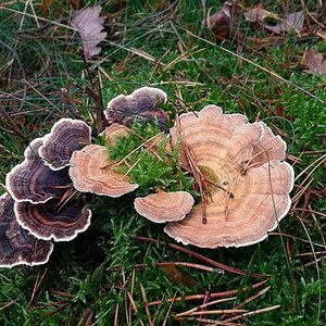 Feed from turkey tail mushrooms offers boost to Taiwan's shrimp industry