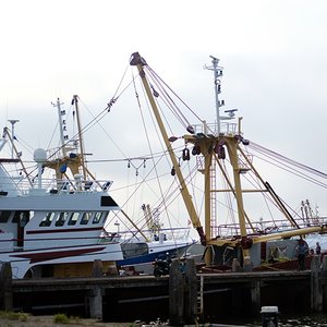 MSC suspends certification for Atlanto-Scandian herring and blue whiting fisheries